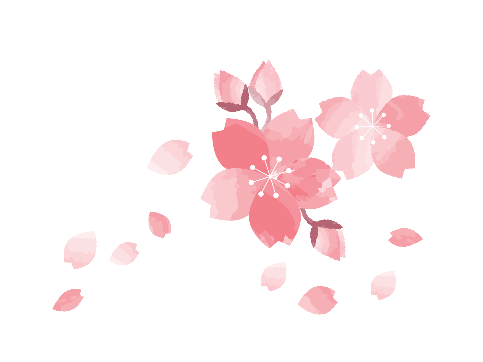 さくら
